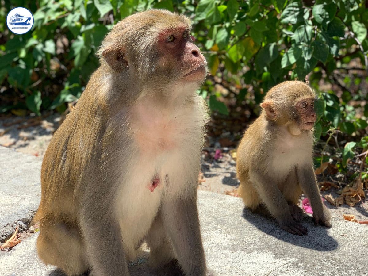 tour đảo khỉ đảo hoa lan nha trang